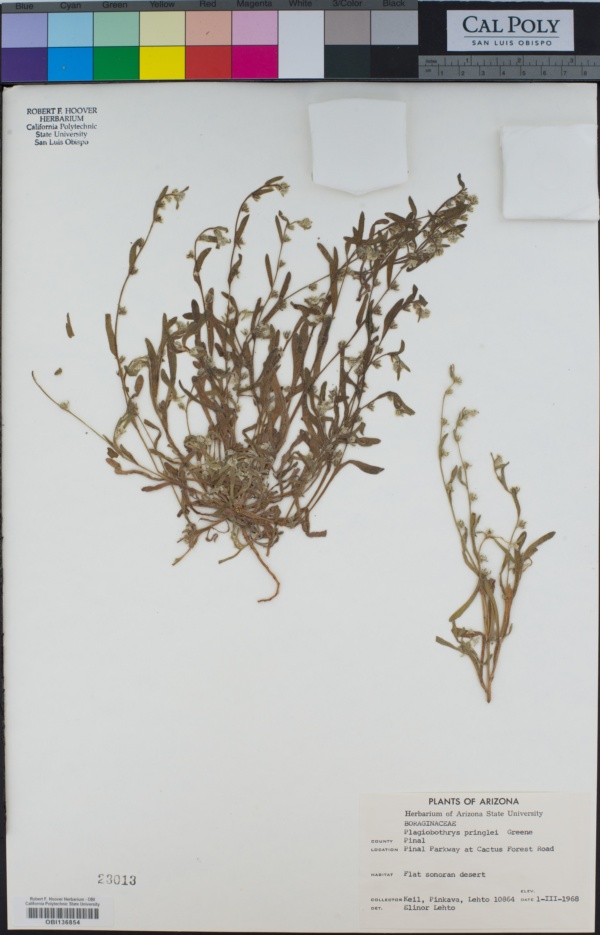 Plagiobothrys collinus var. pringlei image