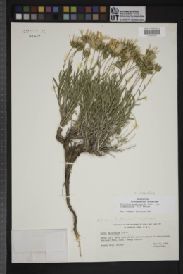 Xylorhiza glabriuscula var. linearifolia image