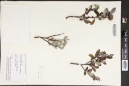 Image of Salix alaxensis