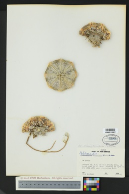Image of Astrophytum asterias