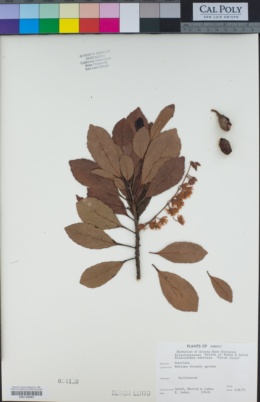 Elaeocarpus serratus image