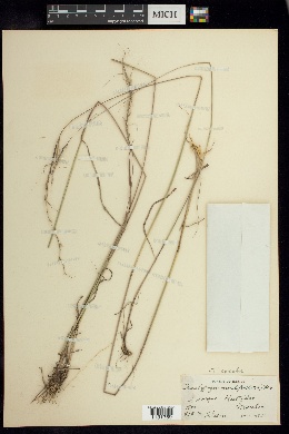 Trachypogon montufarii image