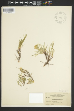 Image of Oonopsis multicaulis