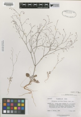 Eriogonum carolinae image