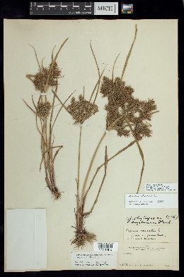 Cyperus conglobatus image