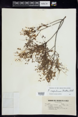 Phyllanthus scopulorum image