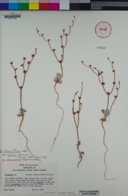 Eriogonum cithariforme var. agninum image