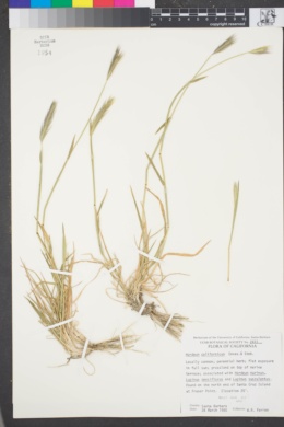 Hordeum californicum image