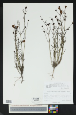Image of Agalinis peduncularis