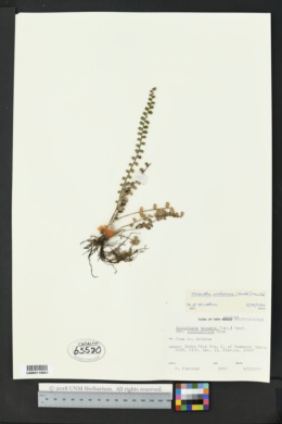 Astrolepis cochisensis image