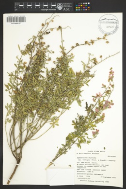 Sphaeralcea digitata subsp. tenuipes image
