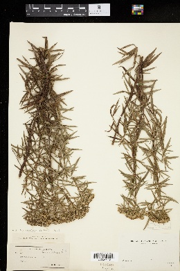 Pycnanthemum lanceolatum image