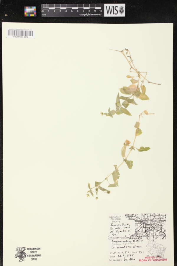 Myosoton aquaticum image