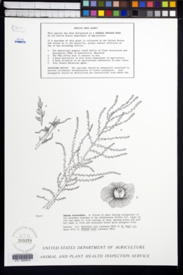 Image of Salsola vermiculata