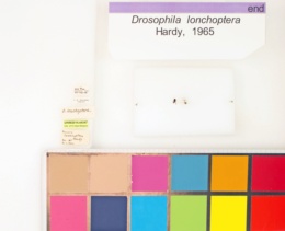 Drosophila lonchoptera image