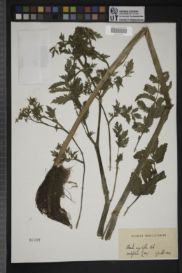 Berula angustifolia image