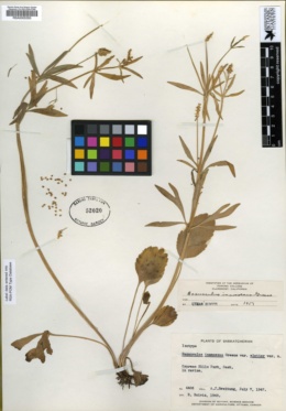 Image of Ranunculus inamoenus