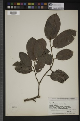 Chrysophyllum argenteum subsp. auratum image