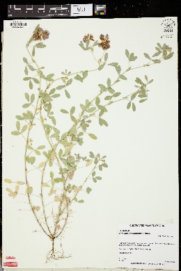 Trifolium grandiflorum image