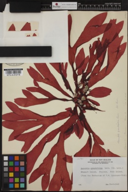 Sarcodia grandifolia image