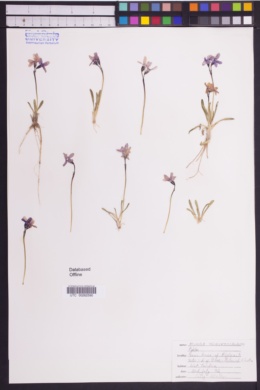 Image of Primula tschuktschorum