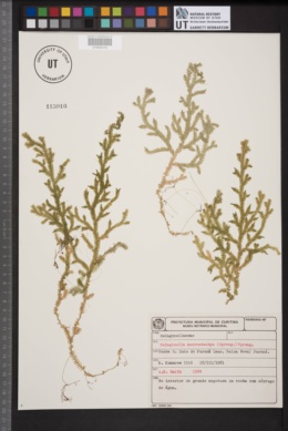Selaginella macrostachya image