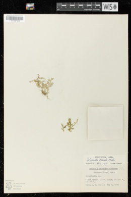 Selaginella armata image