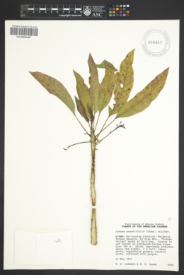 Image of Cyanea angustifolia