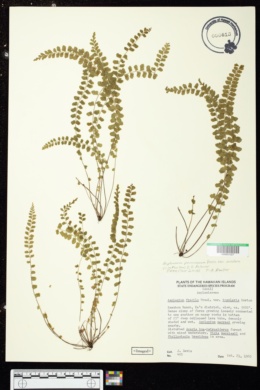 Asplenium peruvianum var. insulare image
