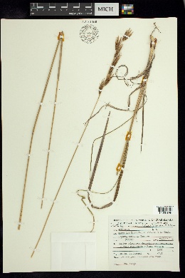 Tristachya papilosa image