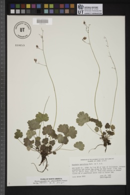 Heuchera parvifolia var. utahensis image