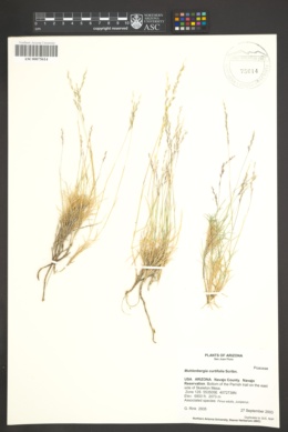 Muhlenbergia curtifolia image