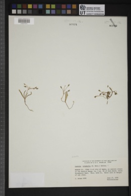 Erocallis triphylla image