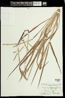 Paspalum longipilum image