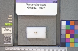 Image of Nesosydne koae