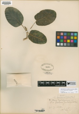Ficus petiolaris image