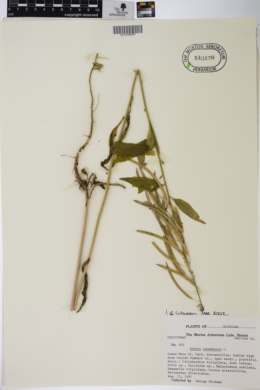 Image of Boechera canadensis