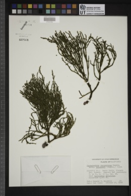 Phoradendron juniperinum subsp. libocedri image