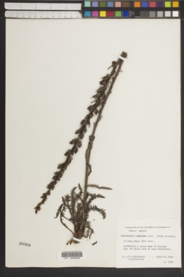 Pedicularis mexicana image