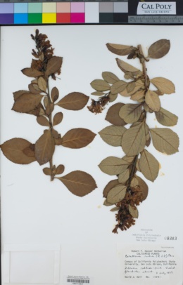 Image of Escallonia rubra