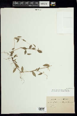 Oplismenus burmannii var. burmannii image