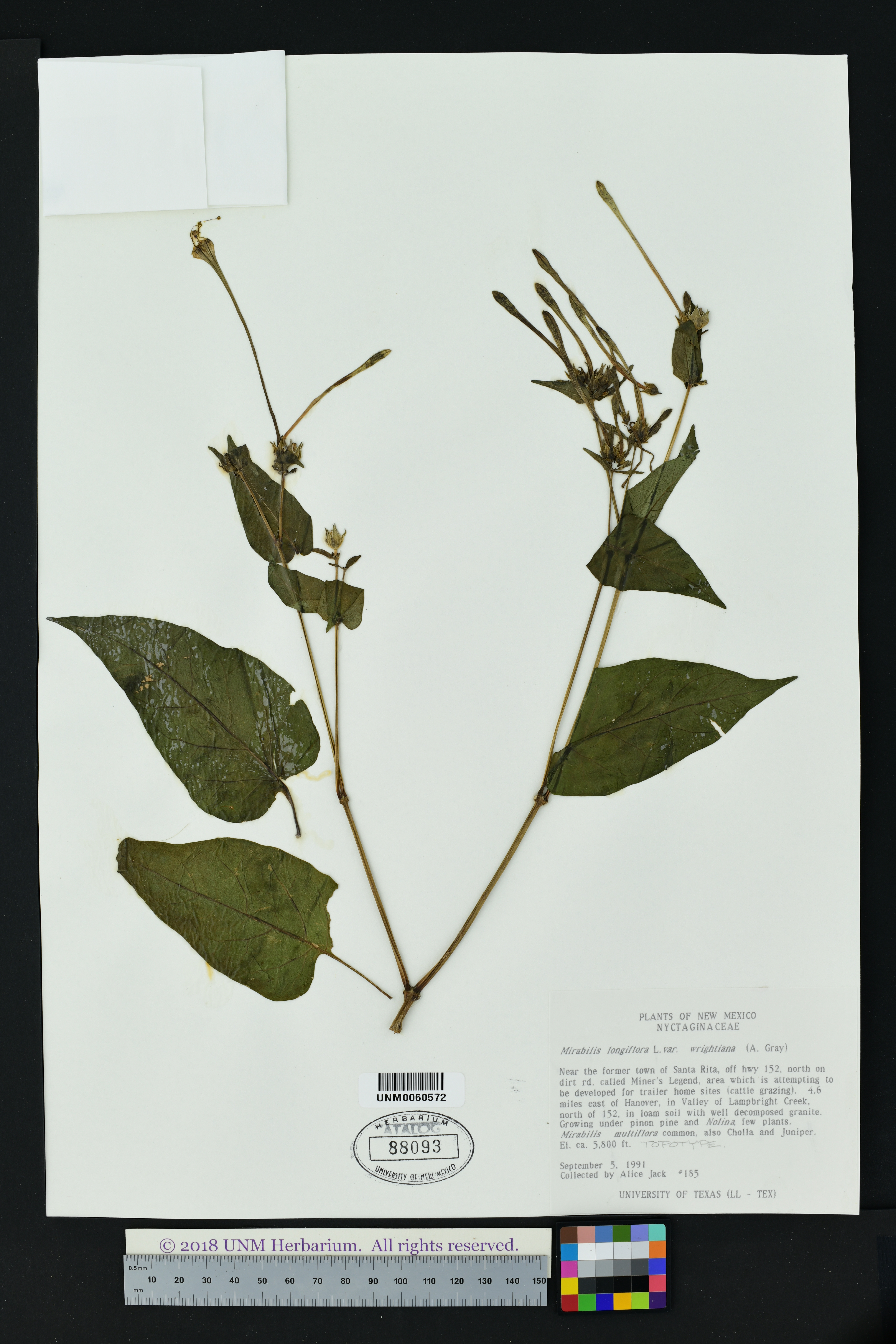 Mirabilis longiflora var. wrightiana image