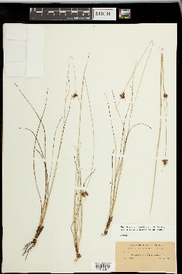 Rhynchospora pineticola image