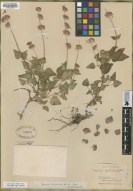Image of Salvia verecunda