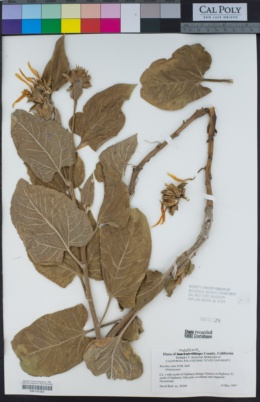 Image of Agnorhiza elata