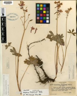 Delphinium armeniacum image