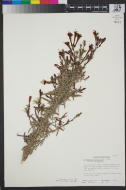 Epilobium canum subsp. mexicanum image