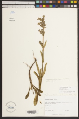 Penstemon scariosus var. cyanomontanus image