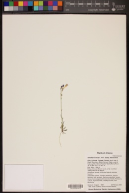 Gilia flavocincta subsp. flavocincta image