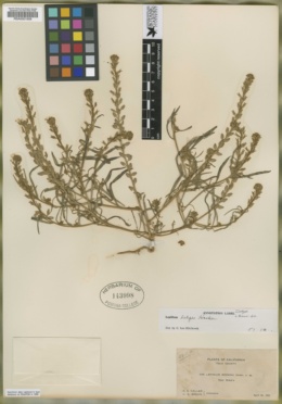 Image of Lepidium brownii
